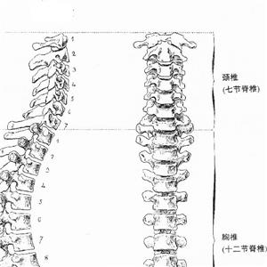 頸1、2椎骨折被鑒定為十級(jí)工傷