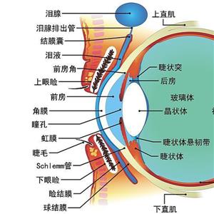 雙眼角膜破裂傷、右眼結(jié)膜裂傷被鑒定為九級(jí)工傷